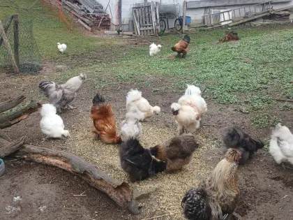 Seidenhühner, -hähne und -küken, Bruteier