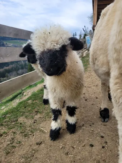 Walliser Schwarznasen