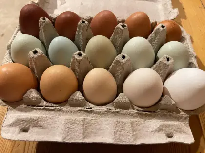 Bruteier unserer bunten Truppe