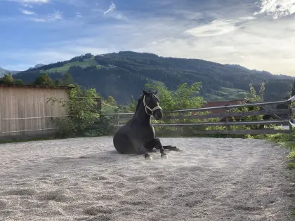 Reitbeteiligung zu vergeben