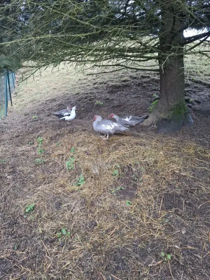 Warzenenten zum Abgeben