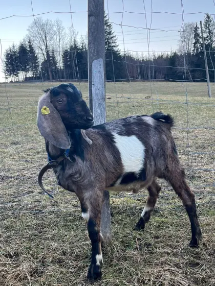 Anglo Nubier Mondscheckenbock