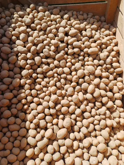 Saatkartoffel Eurostarch