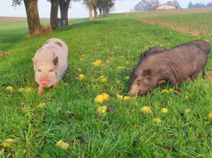 Minischweine amerikanische kastriert Geschwister