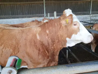 Verkaufe Mutterkuh und Kalb