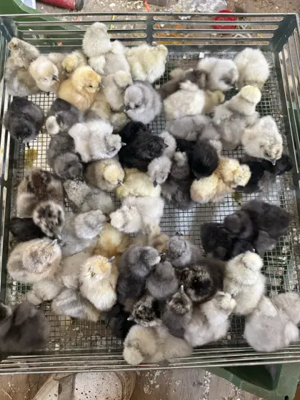 Seidenhühner, Küken Zwergseidenhühner Küken