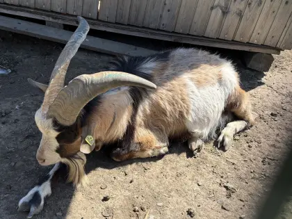 Bio Tauernschecken Ziegenbock