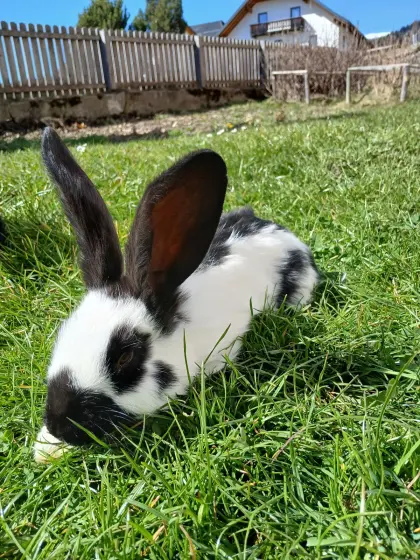 Deutsche Riesen Hasen