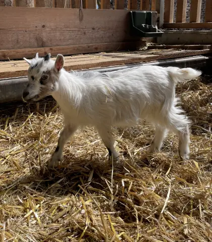 Verschenke lieben und zutraulichen Zwergziegenbock