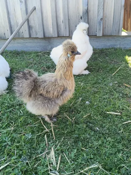 Bruteier Seidenhühner