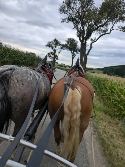 Ausbildung in Kutschenfahrten, Reiten, Holzrücken