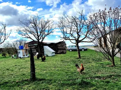 Bio Buntlegerhühner oder Zuchtstamm