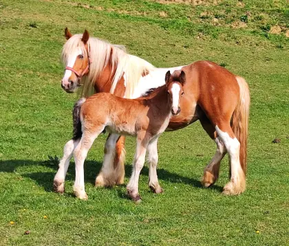 Tinker Fohlen Hengst, Tinkerfohlen