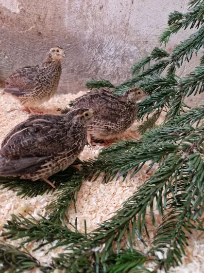 Junge Wachteln, Wachtelküken, Wachteleier, Wachtelbruteier