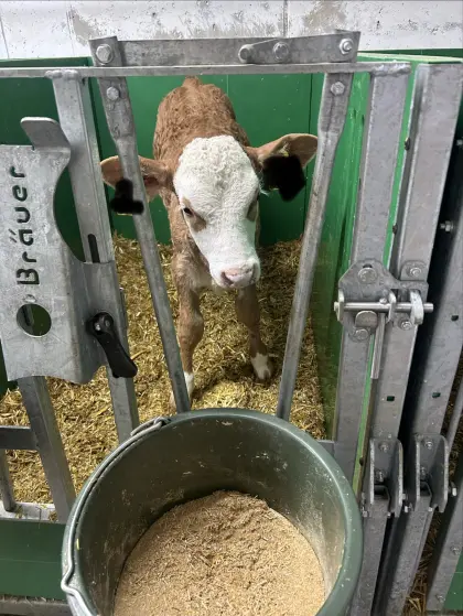 Fleckviehkalb (weiblich)