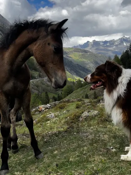 Tiroler Haflinger x Vollblutaraber Fohlen