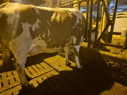 Bio-FL und FL×RF Jungkühe