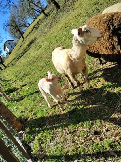 Mutterschaf mit Lamm männlich