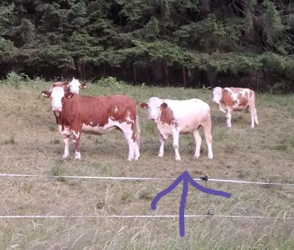 FV Kalbin trächtig zu verkaufen