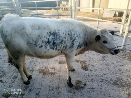 Pustertaler Sprinzen Kalbin