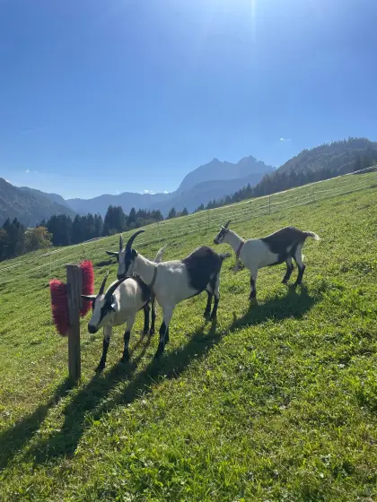 2 Pfauenziegen zu verkaufen