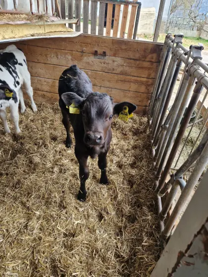 Bio Li.xHF Stierkalb