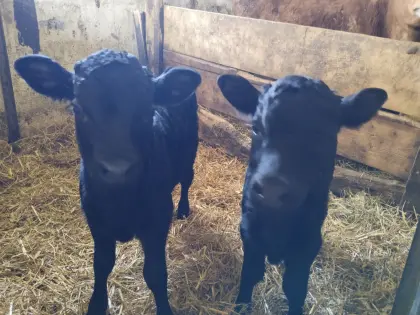 2 männliche Dexter Kälber