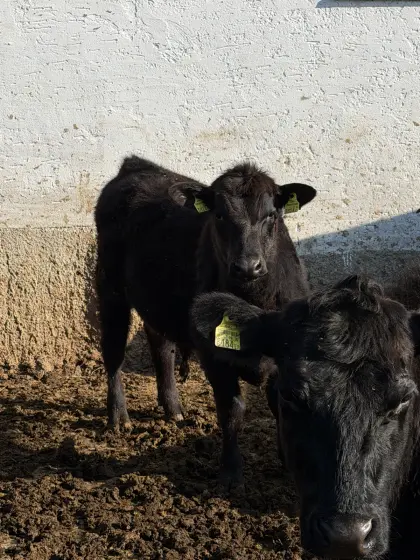 Bio Angus Zuchtstier mit Abstammungsnachweis