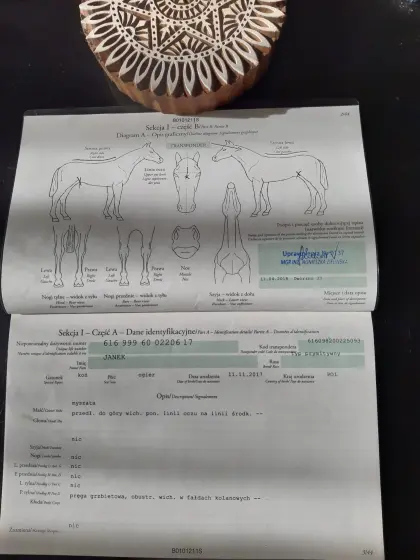 PRE Wallach und Komikpony