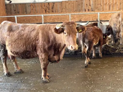 Verkaufe Mutterkuh FV/LI