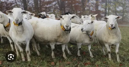 Suche Nolana, Easy Care Schafe