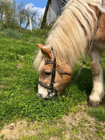 Haflinger