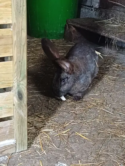 Deutsche Riesen zu verkaufen