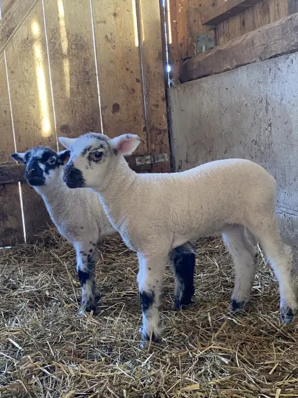 Junge Lämmer zu verkaufen