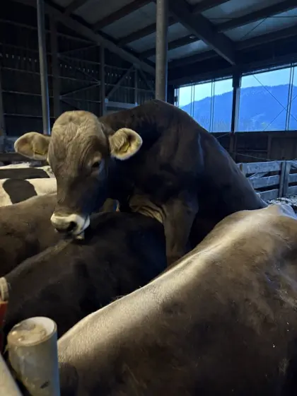 Zuchtstier, Sprungstier