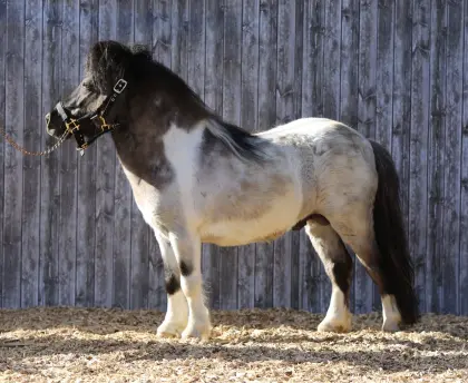 Gekörter Minipony Hengst