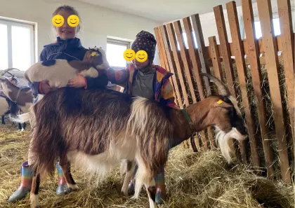 Steirische Scheckenziege mit 1 weiblichem Kitz