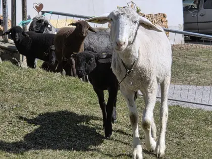 Muttertier mit weiblichem Jura Kreuzungslamm