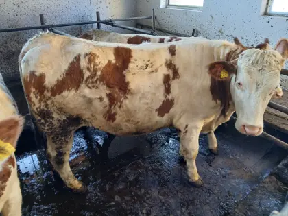 Trächtige Bio Fleckviehkalbin