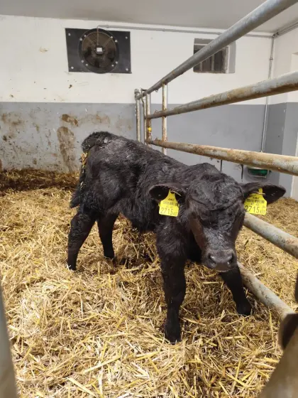 Suche Kalb 1-2 Wochen