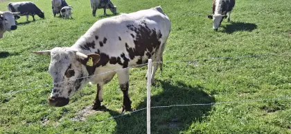 Pustertaler Sprinzen Kuh mit Kalb