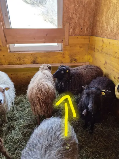 Ouessant, Zwergschaf, Quessant