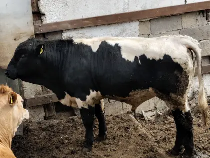 Original schwarzer Pinzgauerstier