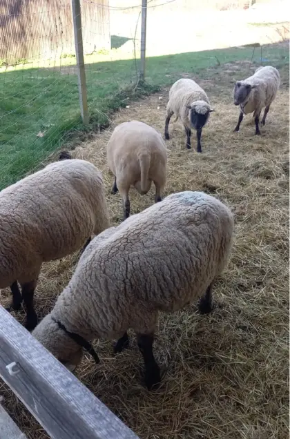 Shropshire Mutterschafe