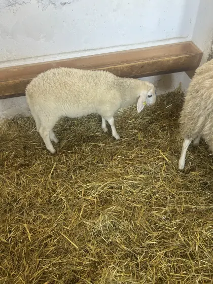 Kärtner Brillenschaf Widder