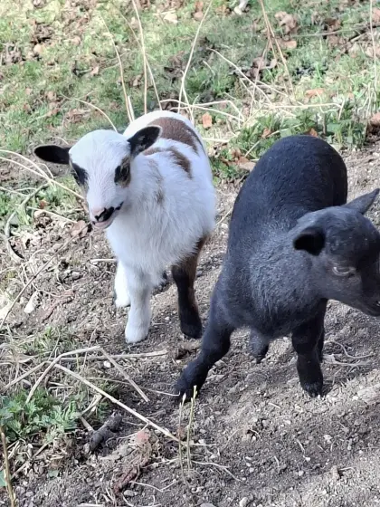 Kamerunschaf weiblich schwarz