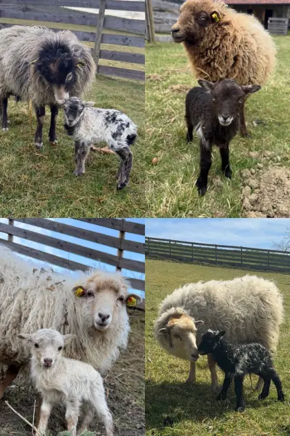 Ouessantschafe Lämmer BIO