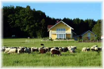 Suche Partnerbetriebe für Produktion von Qualitätslämmern