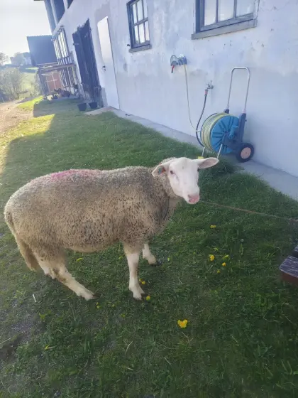 Verkaufe Schafbock (Widder)