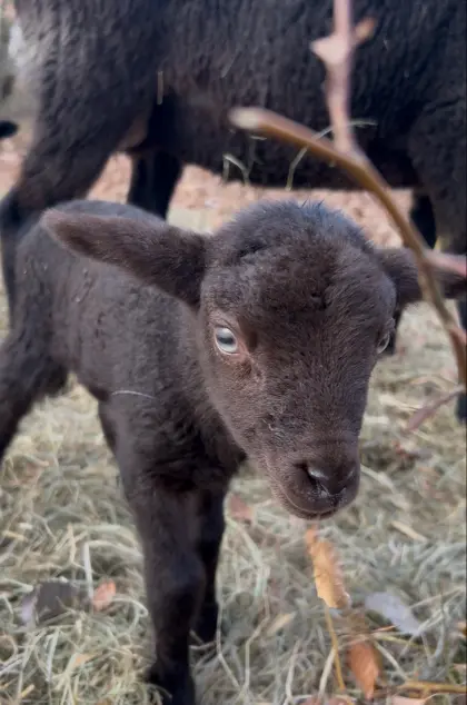 Junge Lämmer zu verkaufen, viele verschiedene Rassen